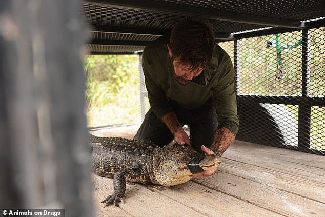 Wildlife biologist and Animals on Drugs host Forrest Galante made the shocking discovery of an alligator high on methamphetamine and ready to attack
