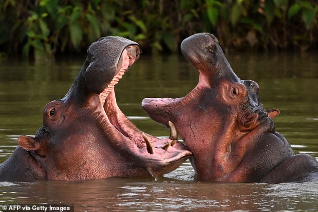 Hippos - descendants from a small herd introduced by drug kingpin Pablo Escobar - are seen in the wild in a lake near the Hacienda Napoles theme park, once the private zoo of Escobar, in Doradal, Antioquia Department, Colombia, on April 19, 2023