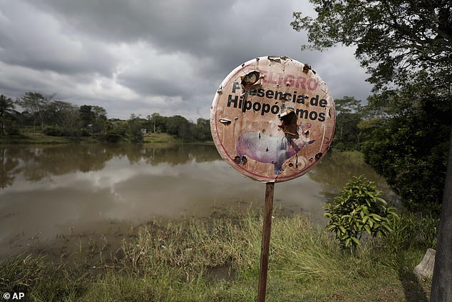 A hippo warning stands on the shore of a lagoon near Doral, Colombia, Wednesday, February 3, 2021