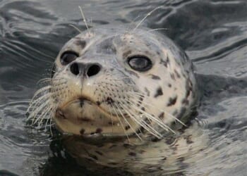 50-Year Mortgages Are a Horrific Idea – HotAir