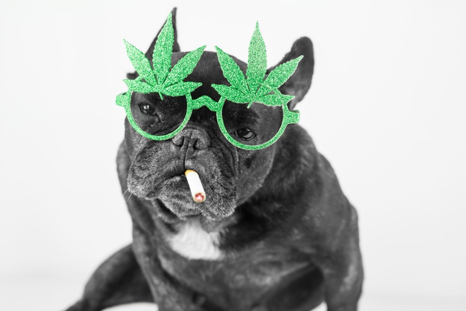 French Bulldog wearing green marijuana leaf shaped glasses and holding a cigarette in its mouth.