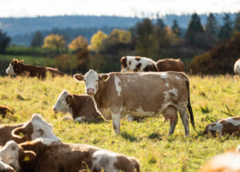 American Beef: It’s What’s For Dinner (Hopefully)