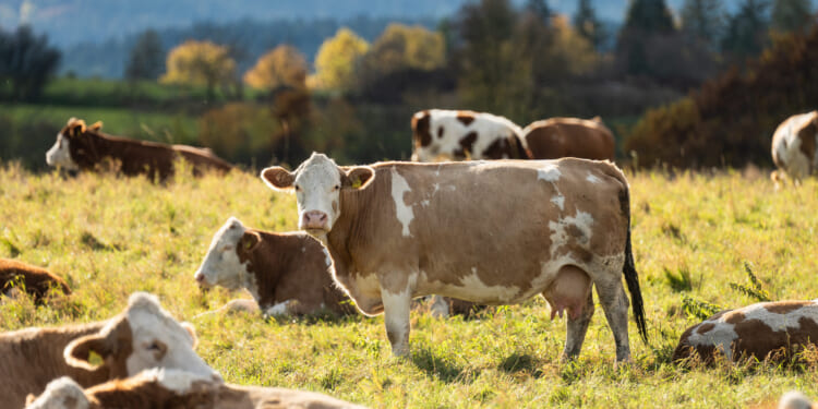 American Beef: It’s What’s For Dinner (Hopefully)