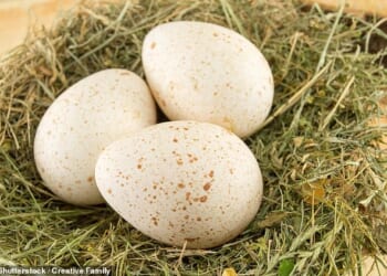 Farmers would have to sell each turkey egg for at least $3, making a full dozen $36