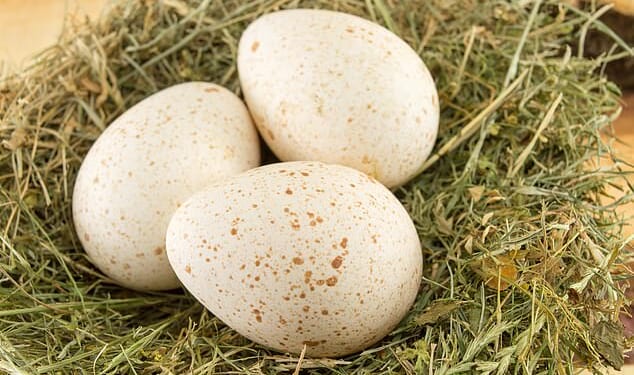 Farmers would have to sell each turkey egg for at least $3, making a full dozen $36