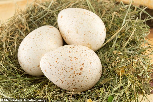Farmers would have to sell each turkey egg for at least $3, making a full dozen $36
