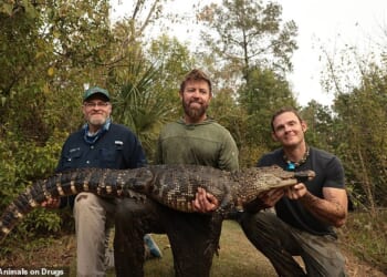 Florida is facing a bizarre new menace: meth-gators made more aggressive by drug contamination leaking into waterways