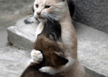 Associated Press Takes Another Swipe at Your Pets – HotAir