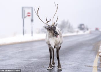 The Cairngorm Reindeer Herd is Britain's only free-ranging herd of reindeer found in the Cairngorm mountains in the Scottish Highlands on November 19