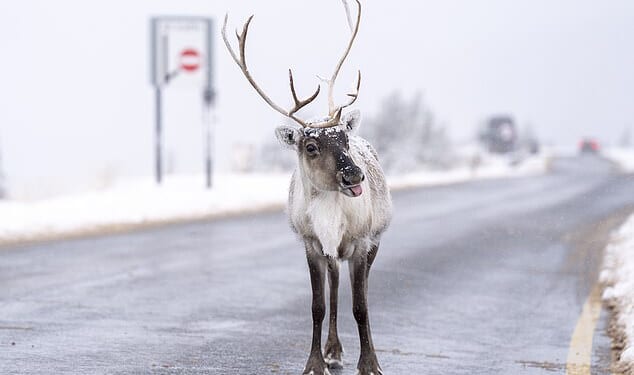 The Cairngorm Reindeer Herd is Britain's only free-ranging herd of reindeer found in the Cairngorm mountains in the Scottish Highlands on November 19