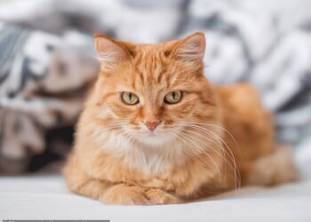 A French cat owner has been fined over £1,000 after her pet trespassed into a neighbour's garden. FILE PHOTO: A ginger cat lies in a bed