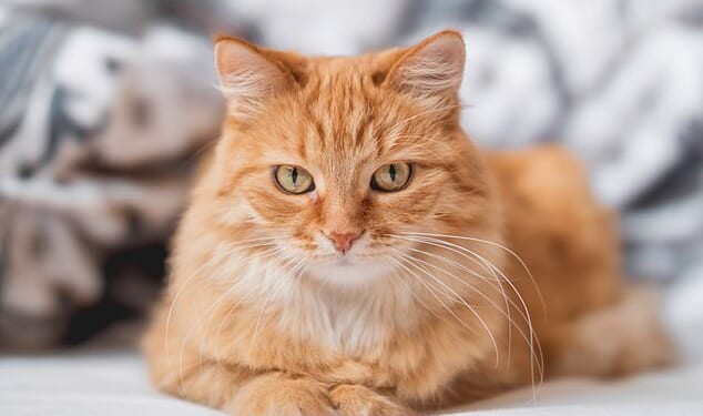 A French cat owner has been fined over £1,000 after her pet trespassed into a neighbour's garden. FILE PHOTO: A ginger cat lies in a bed