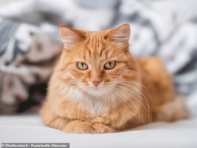 A French cat owner has been fined over £1,000 after her pet trespassed into a neighbour's garden. FILE PHOTO: A ginger cat lies in a bed