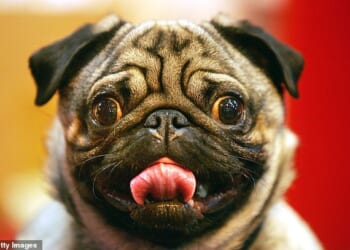 The world's largest dog show has banned flat-faced designer pugs that can't breathe from competing (file image)