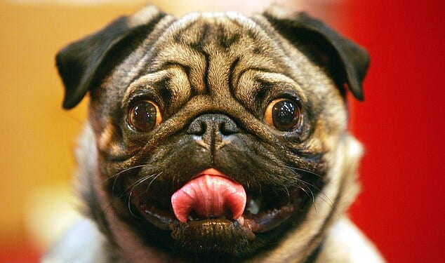 The world's largest dog show has banned flat-faced designer pugs that can't breathe from competing (file image)