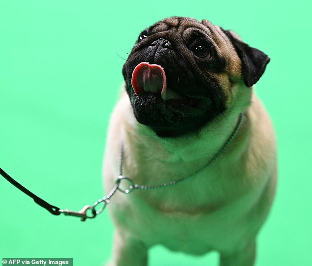 Sue Smith, a pug owner, called the move 'unfair', claiming it was 'just because of the way they look' (file image)