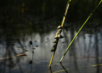 EPA's new clean-water rules: What a rancher, builder, and scientist say