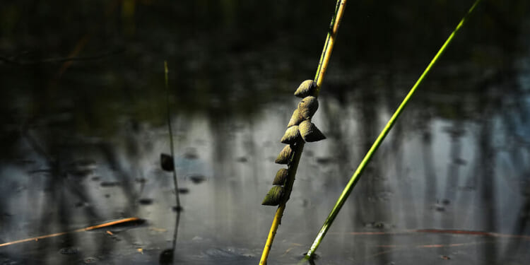 EPA's new clean-water rules: What a rancher, builder, and scientist say