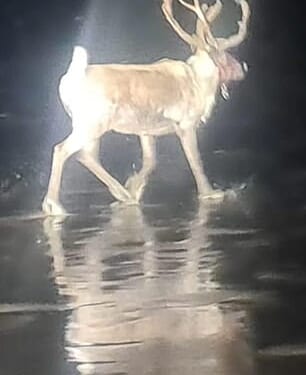 One local said: 'Well done everyone! At first glance I thought there was a glow in the dark reindeer wandering around'