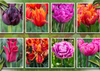 Gardening pro reveals 5 top tulip planting tips plus my £3.99 Wilko bulb bargain