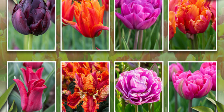 Gardening pro reveals 5 top tulip planting tips plus my £3.99 Wilko bulb bargain