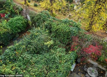 Mr Halbritter, a former councillor for the Royal Borough of Kensington and Chelsea (RBKC), was previously prosecuted over a failure to sort knotweed in his garden
