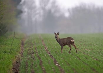 Hanging my head with pride | Patrick Galbraith