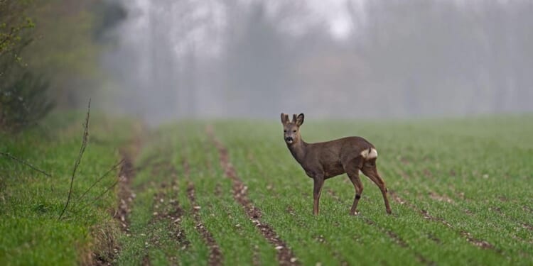 Hanging my head with pride | Patrick Galbraith