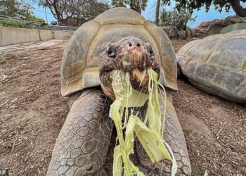 Gramma the Galapagos tortoise was the oldest resident at the San Diego Zoo when she died at roughly 141 years old