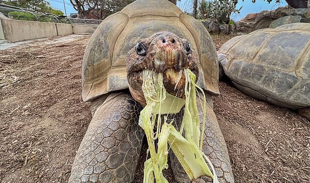 Gramma the Galapagos tortoise was the oldest resident at the San Diego Zoo when she died at roughly 141 years old