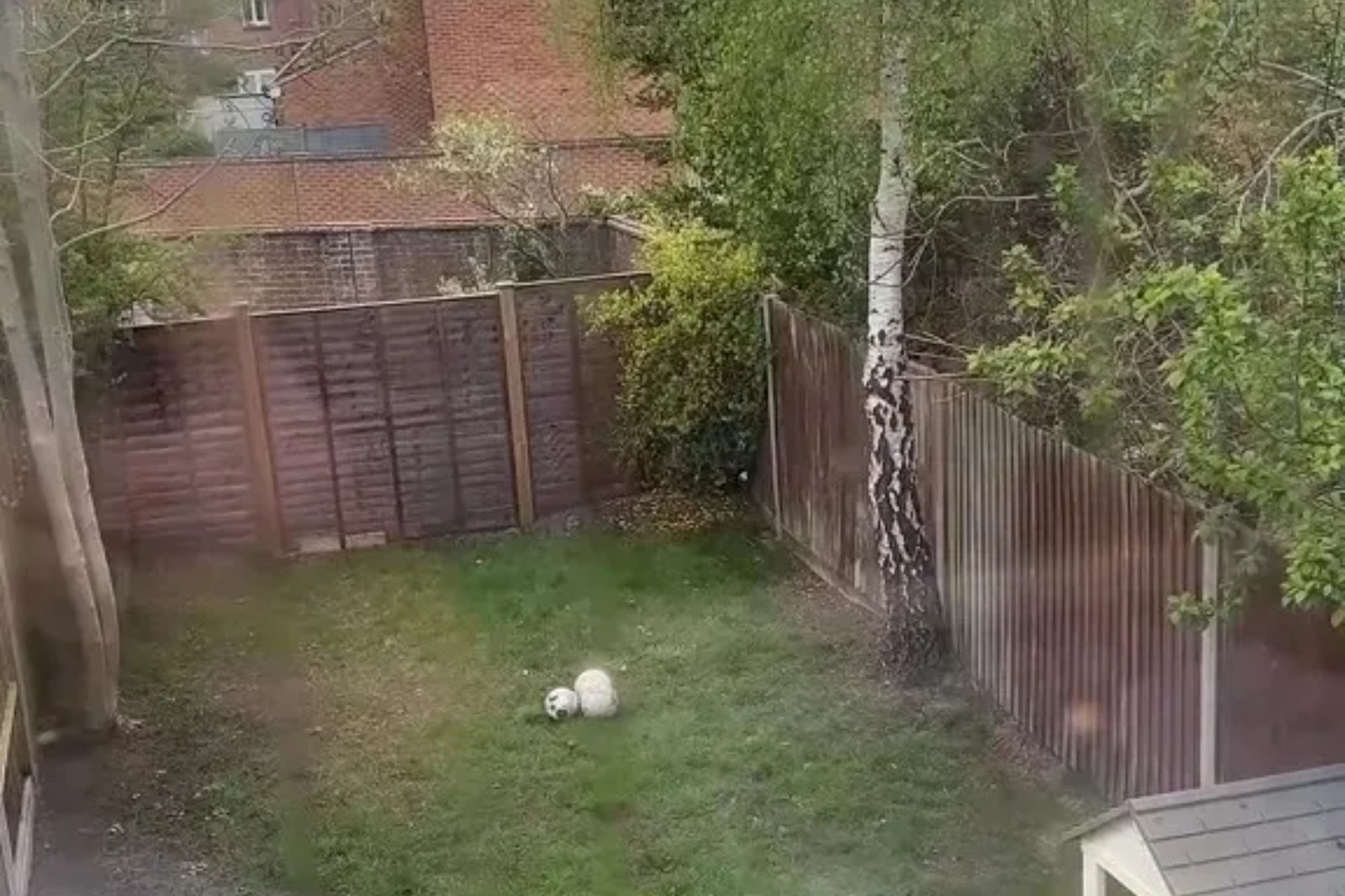 An image collage containing 1 images, Image 1 shows An outdoor shot of a grassy backyard with a brown wooden fence, and two white footballs sitting on the grass