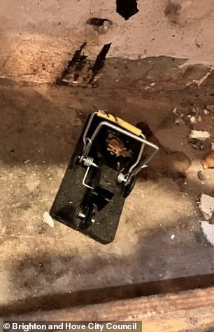 A mouse trap was pictured by council officials