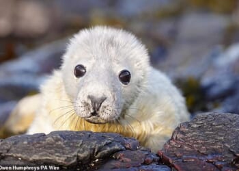 When the study first began 73 years ago, only 500 pups were born on Farne Islands. Figures jumped to 3624 last year, and the islands are considered one of England's biggest grey seal colonies