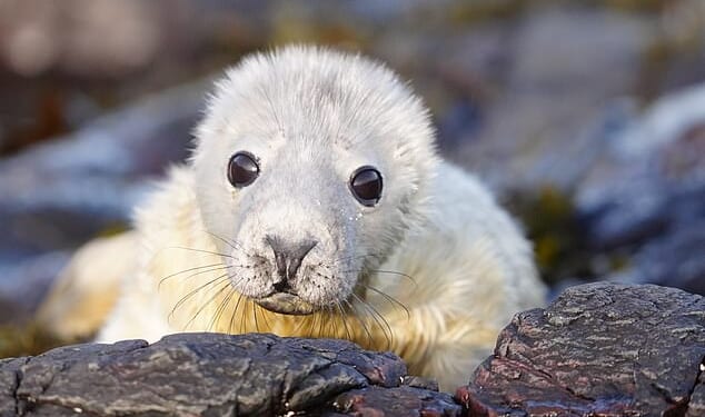 When the study first began 73 years ago, only 500 pups were born on Farne Islands. Figures jumped to 3624 last year, and the islands are considered one of England's biggest grey seal colonies