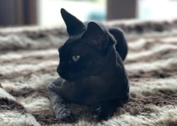 Katie owned two Sphynx cats named Dobby and Hagrid after the characters from Harry Potter (Hagrid pictured)