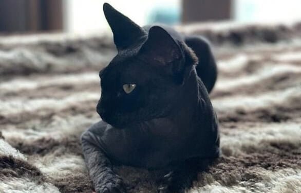 Katie owned two Sphynx cats named Dobby and Hagrid after the characters from Harry Potter (Hagrid pictured)