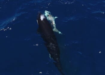 Orcas have been killing young great white sharks by flipping them upside-down. Pictured, an orca swims next to a shark with a visible wound