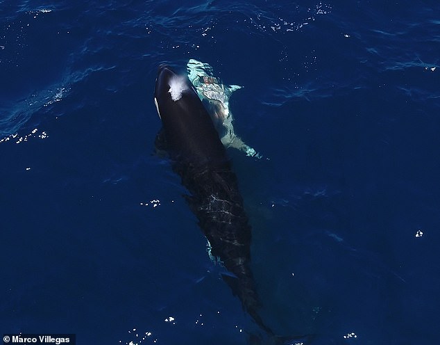 Orcas have been killing young great white sharks by flipping them upside-down. Pictured, an orca swims next to a shark with a visible wound