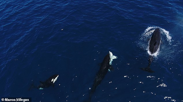 Pictured, an orca subdues a white shark (centre). The pale shark, belly-up in the water, is obscured by the much larger orcas