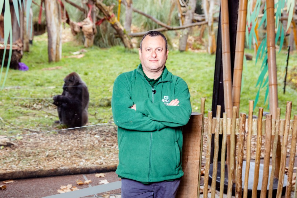 The Director General of ZSL in the Gorilla Kingdom at London Zoo, with a silverback gorilla in the background.