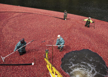 Massachusetts cranberry growers maintain a Thanksgiving tradition.