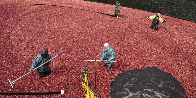 Massachusetts cranberry growers maintain a Thanksgiving tradition.