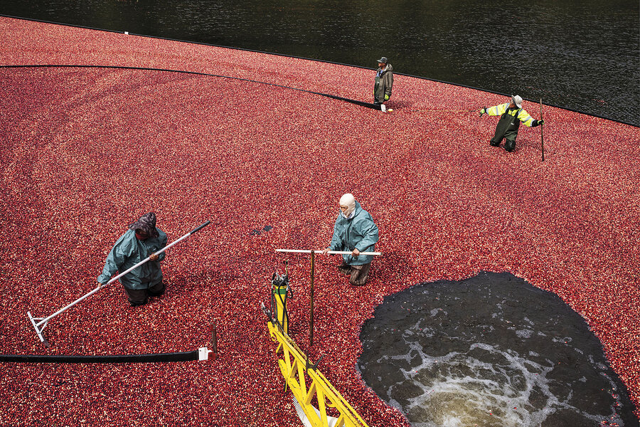 Massachusetts cranberry growers maintain a Thanksgiving tradition.