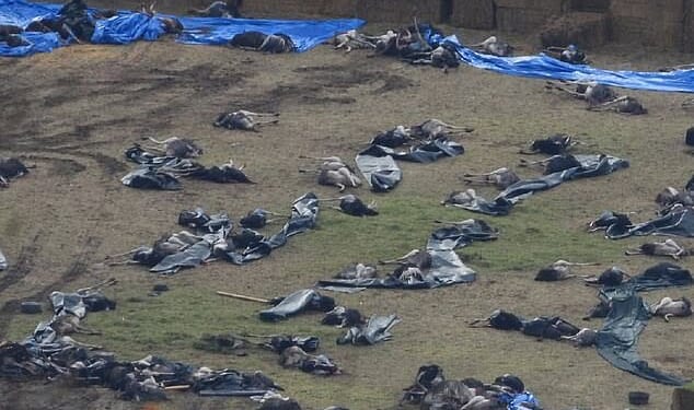 The killers left 314 ostriches dead, littered across the holding pen. In the quiet of the morning, a team in Hazmat suits arrived on the scene. The bodies were covered in tarpaulin before being carted off to a mass burial at a landfill site