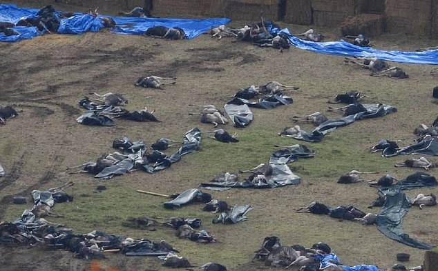 The killers left 314 ostriches dead, littered across the holding pen. In the quiet of the morning, a team in Hazmat suits arrived on the scene. The bodies were covered in tarpaulin before being carted off to a mass burial at a landfill site