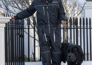 The giant mastiff that savaged a Jack Russell belonging to Tom Parker Bowles has been spotted wearing a muzzle one week after the sickening attack