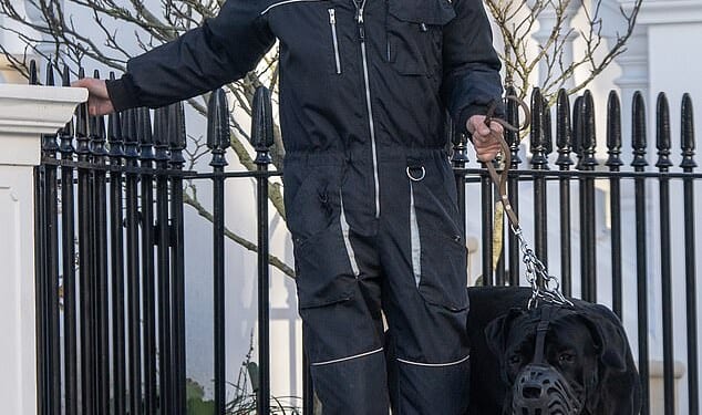 The giant mastiff that savaged a Jack Russell belonging to Tom Parker Bowles has been spotted wearing a muzzle one week after the sickening attack