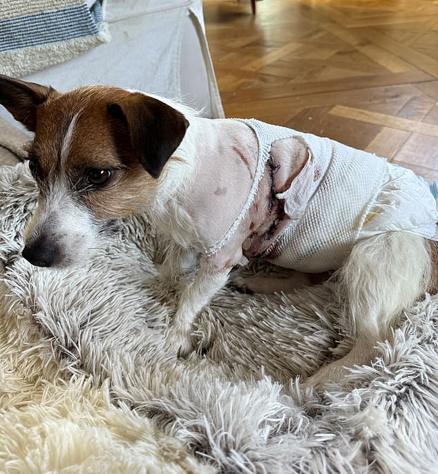 Maud is recovering at home from her gruesome injuries after the attack in West London