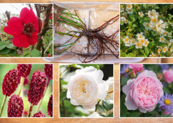 My £1.49 bargain buy saves you cash and supercharges your outside space over Winter, reveals Gardening Pro