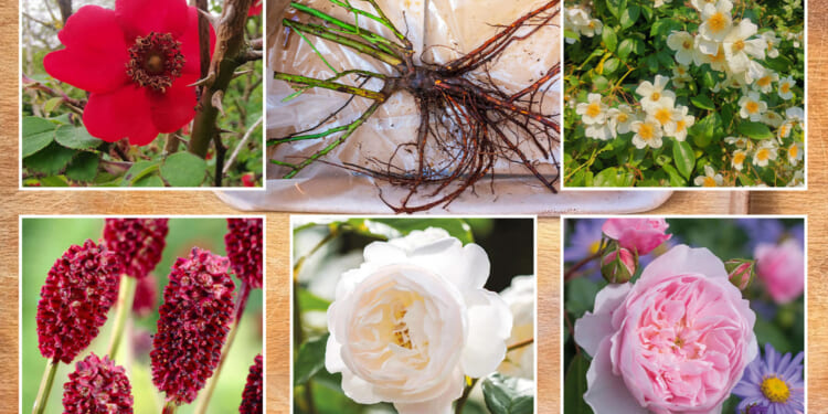 My £1.49 bargain buy saves you cash and supercharges your outside space over Winter, reveals Gardening Pro